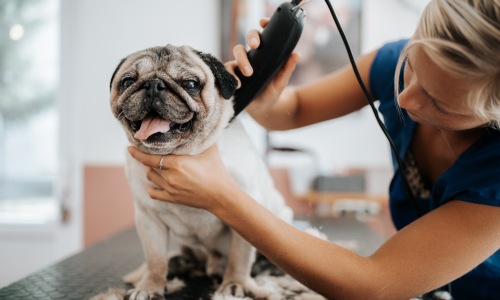 Pet getting groomed