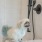 Dog Wash